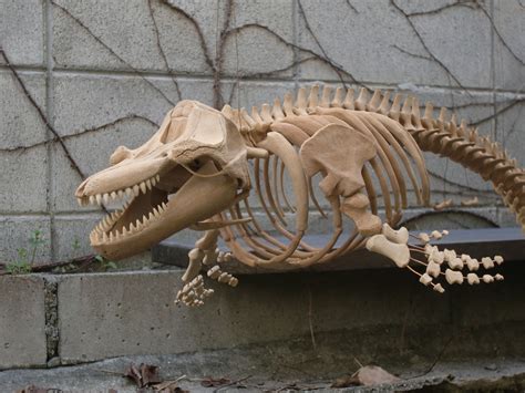 Orca Skeleton : r/pics