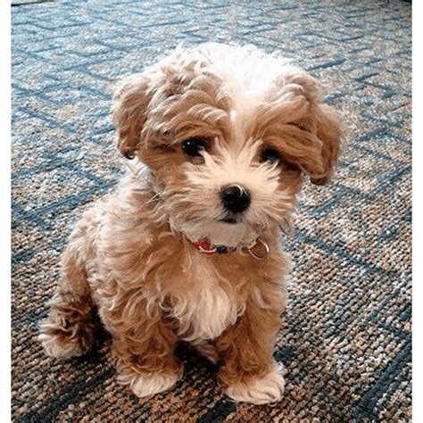 What Is The Teddy Bear Dog