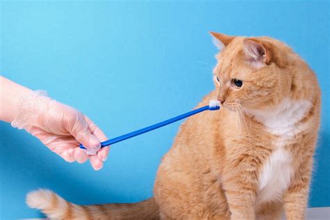 Cat Dental Care: Everything You Need to Know - Veterinarians.org