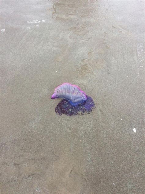 Caravelas-portuguesas são flagradas em praias do litoral de SP e