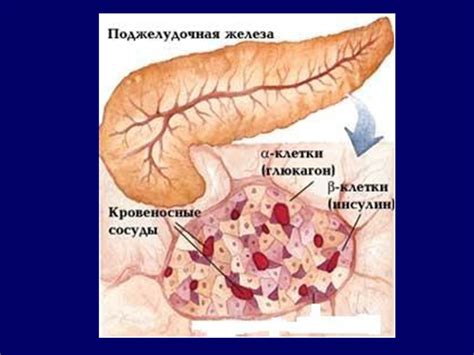 ГЛИКОГЕНОЛИЗ. ГЛИКОГЕНЕЗ. ГЛЮКОНЕОГЕНЕЗ. РЕГУЛИЦИЯ СИНТЕЗА И РАСПАДА ...