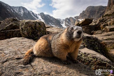 Rocky Mountain Wildlife Photography-Bryan Maltais