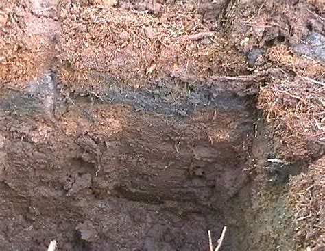 Peat soil profile 03