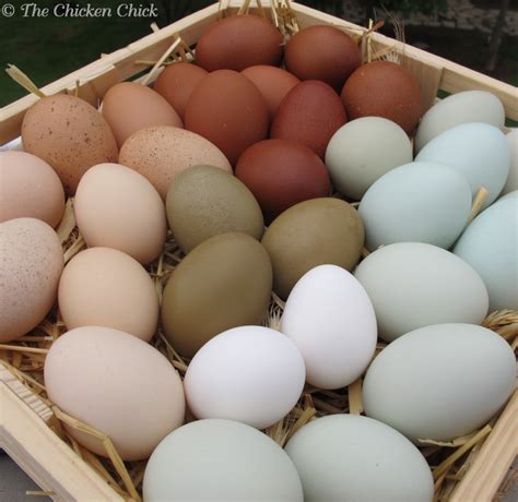 chicken varieties  eggs