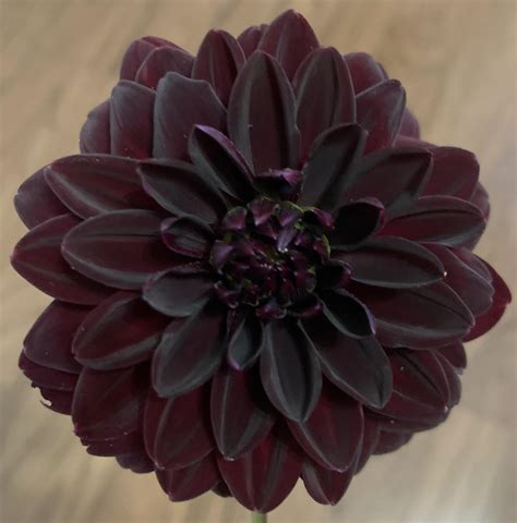 My black dahlias : gardening
