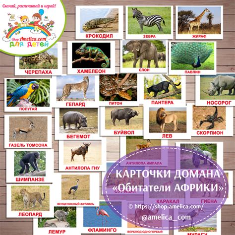 Карточки обитатели Африки, животные Африки карточки