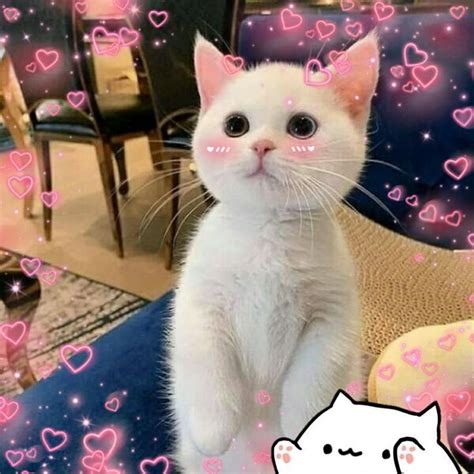 Котёнок