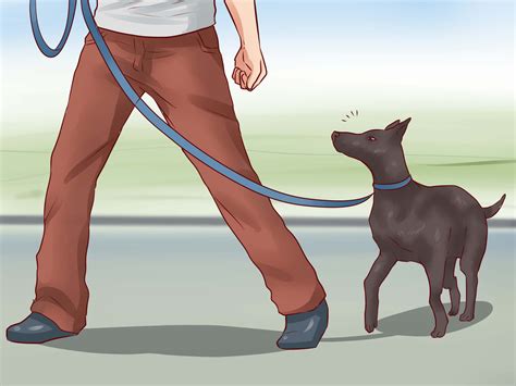 To Train A Dog