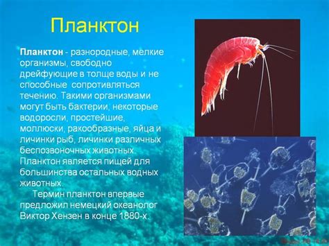 планктон: 21 тыс изображений найдено в Яндекс.Картинках | Биология