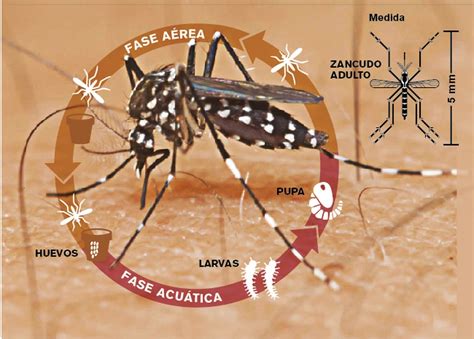 Como Identificar O Aedes Aegypti - NAZAEDU