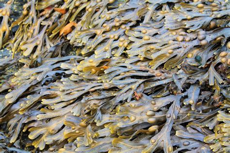 Bladderwrack by traxy on DeviantArt