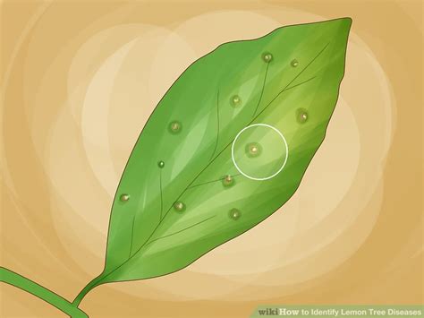 How to Identify 4 Major Lemon Tree Diseases (& What to Do)