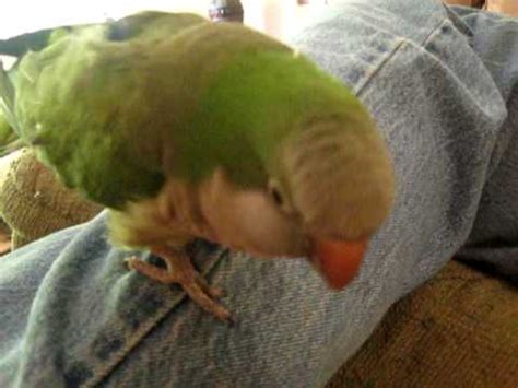 Oliver the Quaker Parrot Talking and Laughing - YouTube