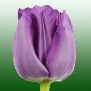 Тюльпан Сайгон (Tulip Saigon) купить к 8 Марта в Питомнике Вашутино