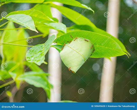 Oecophylla Smaragdina, Red Ant `s Nest Stock Photo - Image of people, team: 189695620