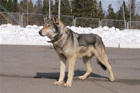 Stanley's pictures: Meet The Volkosoby,