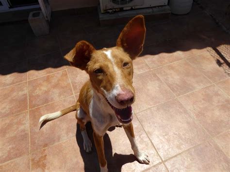 SOS Animals UK