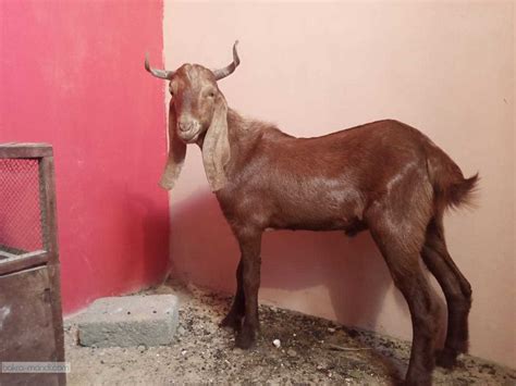 bakra goats  pakistan bkra mn