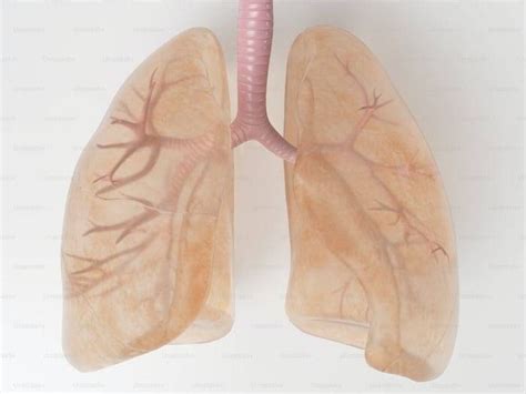 Mengenal Fungsi Bronkiolus dalam Sistem Pernapasan | kumparan.com