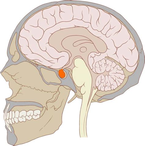 The Pituitary Gland: The Master Gland Explained in Simple Terms 25