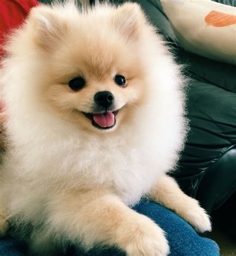 Super happy pomeranian puppy! | Pomeranian dog, Cute pomeranian ...