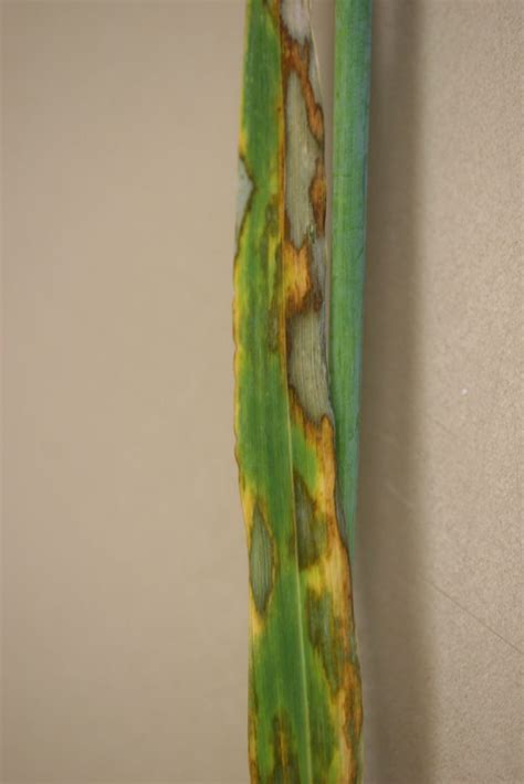 Scald of Barley - Field Crop Diseases Victoria | Field Crop Diseases Victoria