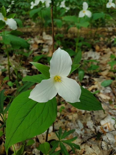805 best Trillium images on Pholder | Earth Porn, Ontario and Oregon
