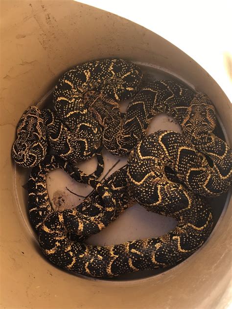 Puff Adders on the move. : r/snakes