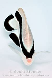 bandit angelfish apolemichthys arcuatus