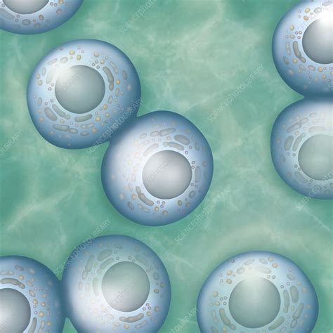 mitosis - Stock Image - C015/2507 - Science Photo Library