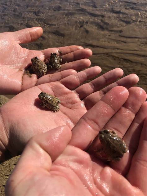 TWS2022: River restoration better for reptiles, amphibians - The