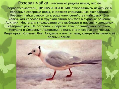 Розовая чайка - презентация онлайн