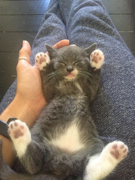 My friends cat had kittens : r/aww