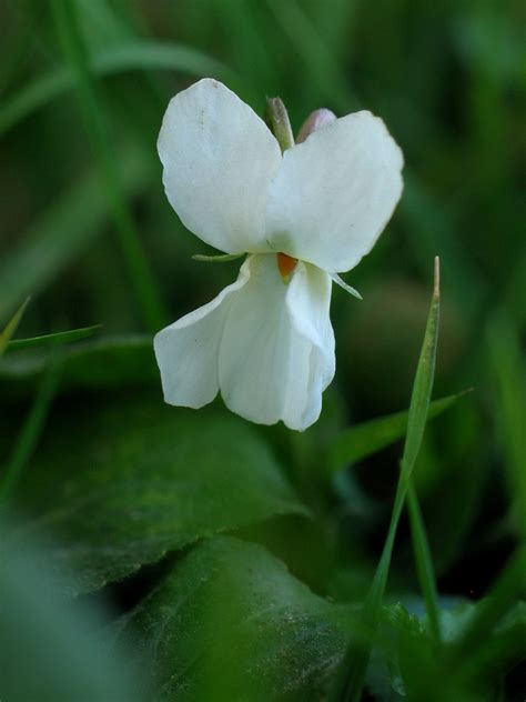 Photo violette blanche