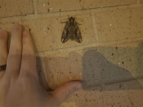 Biggest moth I've found (Ennis,TX) : r/moths