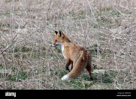 Red Fox Hunting Prey High Resolution Stock Photography and Images - Alamy