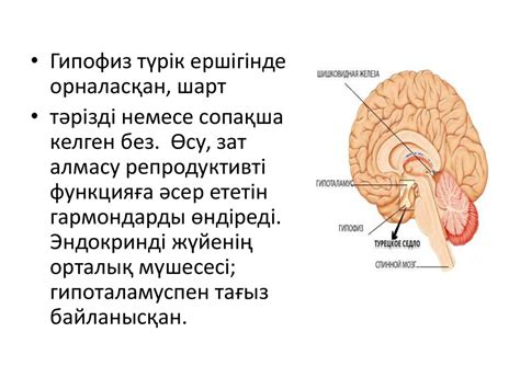 Гипопитуитаризм - презентация онлайн