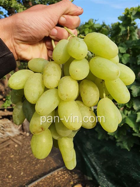Элина — pan-vin.com