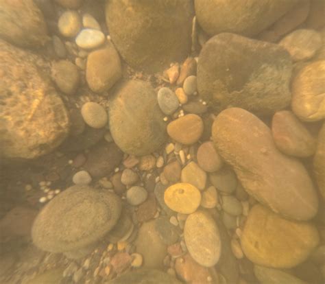 Critically Endangered Yangtze Sturgeon Successfully Reproduced in Wild