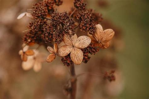 Brown Wild Flowers Stock Photos, Images and Backgrounds for Free Download