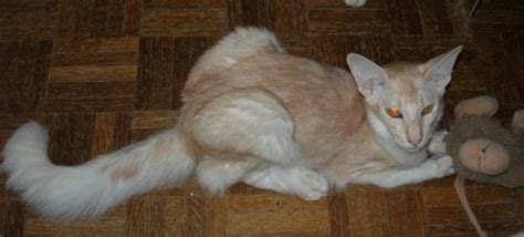 cat colours — red silver shaded