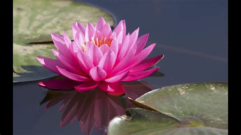 india national flower lotus youtube