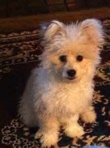 Bichon Frise Pomeranian Mix Puppies - Pets Lovers