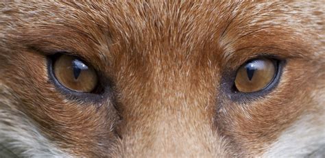 foxes eyes pic - Leicester City Forum | Fox eyes, Fox, Red fox