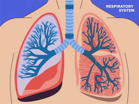 Integrated Respiratory System – Mindmap Factory