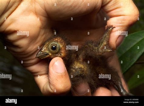 HOATZIN Opisthocomus hoazin Day-old chick showing claws on wing Stock ...