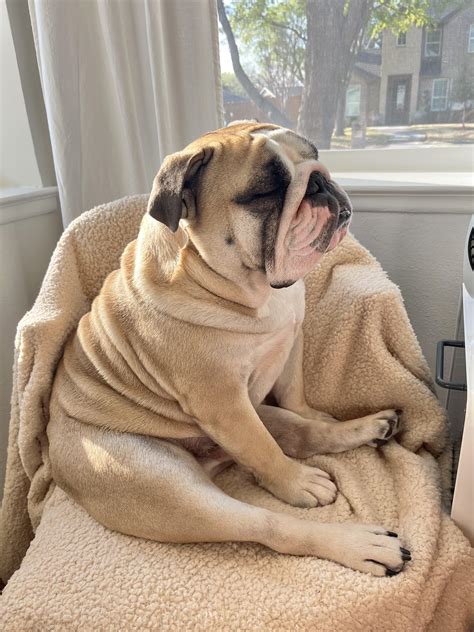 behold, the glory of gary : r/Bulldogs