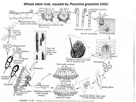 life-cycle-of-rust - Study Solutions