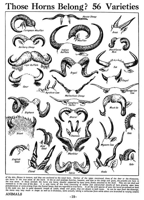 Various Animal Horns Poster