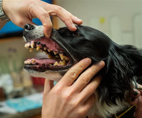 Periodontal Disease in Dogs - Whole Dog Journal